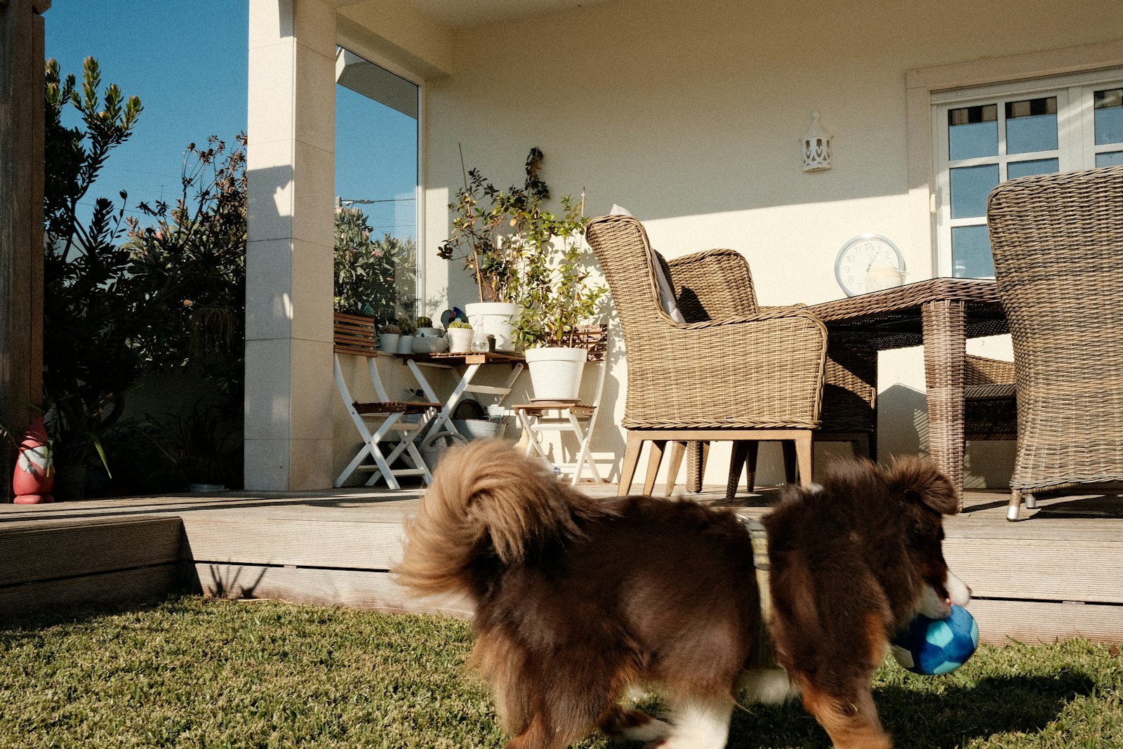 How dog daycare handles dog-to-dog conflict, and what owners should expect