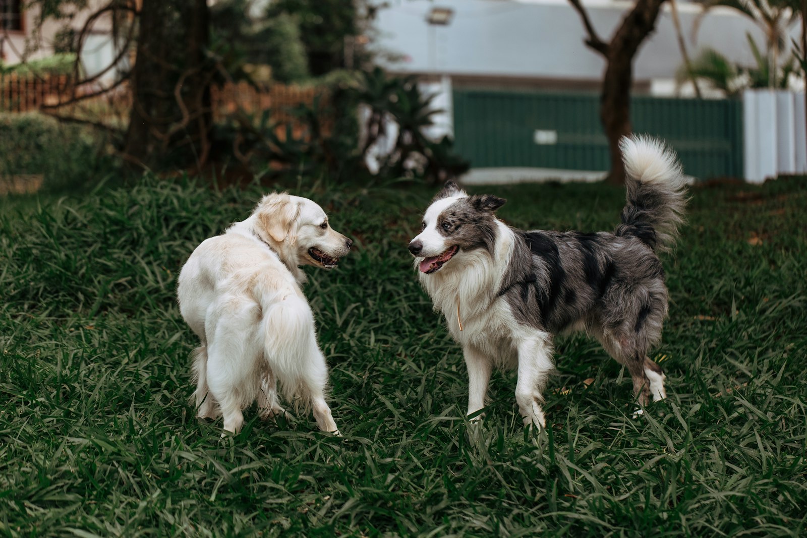 When Your Dog Doesn’t Pass Daycare Temperament Testing: What to Do Next